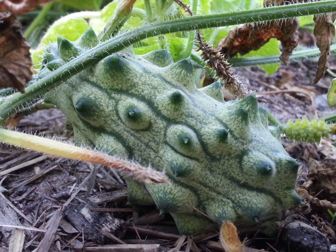 Kiwano (Horned Melon) Simply Nourished